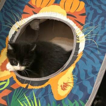 Domestic Medium Hair Cats Available for Adoption in League City, Texas - Frida | PetCurious