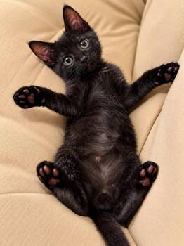 Zipper -  Domestic Short Hair Cat for Adoption in Tucson, Arizona - Zipper | PetCurious