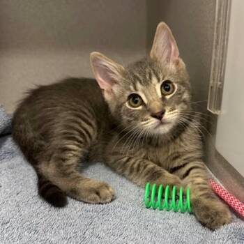 -Thomas -  Tabby and Domestic Short Hair Cat for Adoption in Red Bluff, California - -Thomas | PetCurious