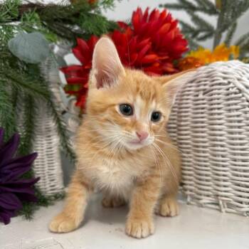 Bobby Driz 56638 -  Domestic Short Hair Cat for Adoption in Eaton Rapids, Michigan - Bobby Driz 56638 | PetCurious
