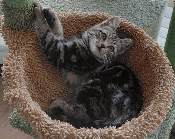 Rescue Domestic Short Hair and Tabby Cats for Adoption in San Luis Obispo, California - Bell - Swirly Girl | PetCurious