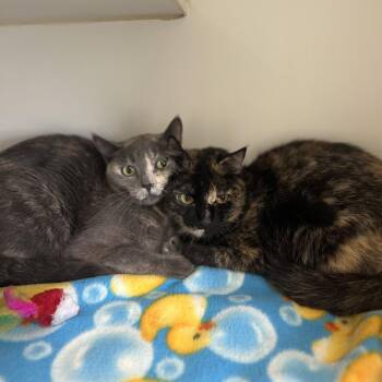 Mallow -  Domestic Short Hair Cat for Adoption in Fargo, North Dakota - Mallow | PetCurious