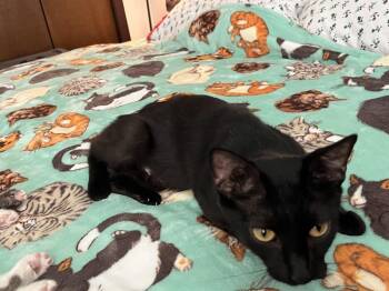 Miami -  Domestic Short Hair Cat for Adoption in Wheaton, Illinois - Miami | PetCurious