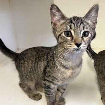 Sky -  Domestic Short Hair Cat for Adoption in Denison, Texas - Sky | PetCurious