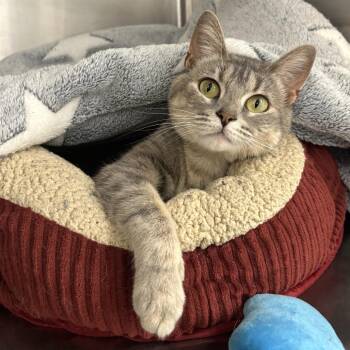 Domestic Short Hair Cats Available for Adoption - Penelope | PetCurious