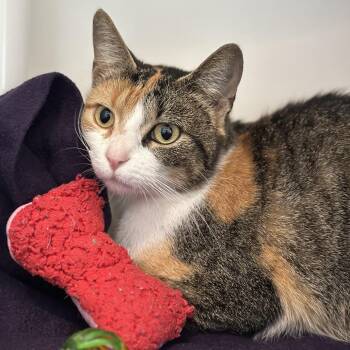 Skyla -  Domestic Short Hair Cat for Adoption in Matteson, Illinois - Skyla | PetCurious