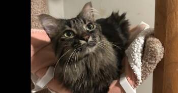 Domestic Long Hair Cats Available for Adoption - Winzo | PetCurious
