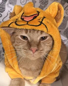 Rescue Domestic Short Hair and Tabby Cats for Adoption in Acworth, Georgia - Cecil | PetCurious