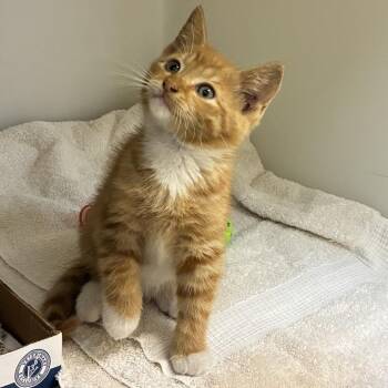 71626 -  Domestic Short Hair Cat for Adoption in Harrisonburg, Virginia - 71626 | PetCurious