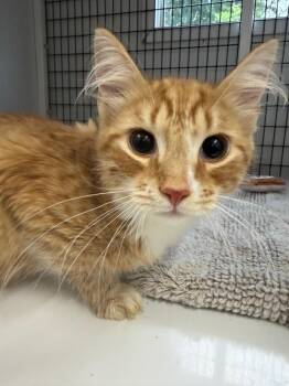 Splash -  Domestic Medium Hair Cat for Adoption in Trenton, New Jersey - Splash | PetCurious