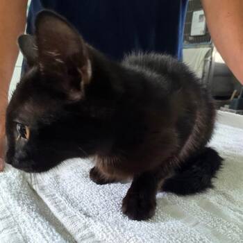 Koji -  Domestic Short Hair Cat for Adoption in Chapel Hill, North Carolina - Koji | PetCurious