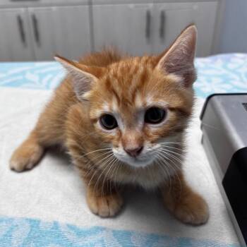 Harkness -  Domestic Short Hair Cat for Adoption in Riverside, California - Harkness | PetCurious