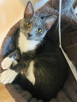 Rescue Domestic Short Hair Cats for Adoption in Benicia, California - Shade | PetCurious