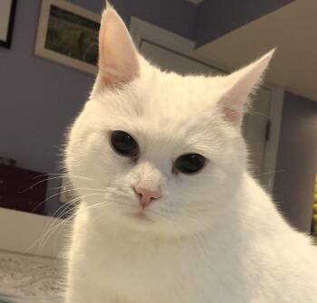 Domestic Short Hair Cats Available for Adoption in Richmond Hill, Ontario - Brie (Happy Single) | PetCurious