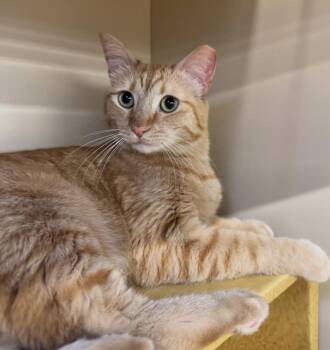 Louisa -  Tabby Cat for Adoption in Albuquerque, New Mexico - Louisa | PetCurious