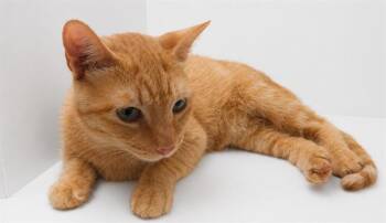 LIBBY -  Domestic Short Hair Cat for Adoption in Winter Haven, Florida - LIBBY | PetCurious