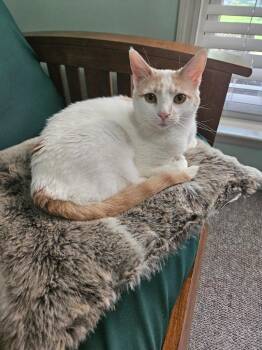 Domestic Short Hair Cats Available for Adoption in Manchester, Tennessee - Nilla | PetCurious