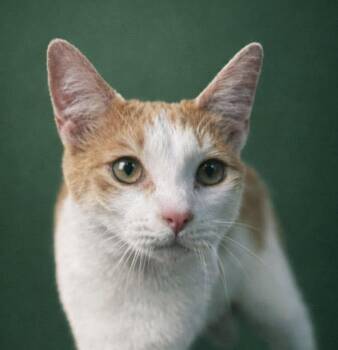 Sammie -  Domestic Short Hair and Manx Cat for Adoption in Rixeyville, Virginia - Sammie | PetCurious