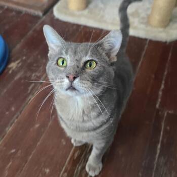 Rescue Domestic Short Hair Cats for Adoption in Nashville, Tennessee - Roger | PetCurious