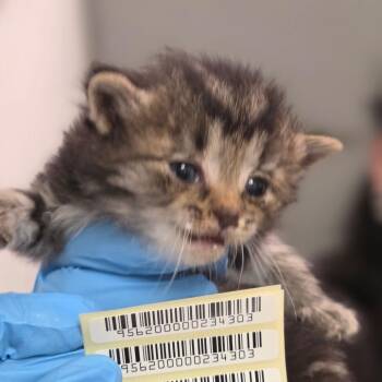 Coach Steve -  Domestic Long Hair Cat for Adoption in Charleston, West Virginia - Coach Steve | PetCurious
