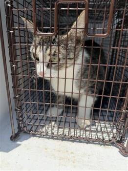 A660938 -  Domestic Short Hair Cat for Adoption in Houston, Texas - A660938 | PetCurious