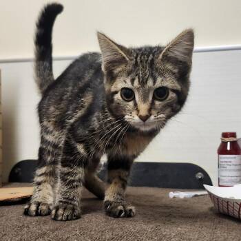 Bongo -  Domestic Short Hair Cat for Adoption - Bongo | PetCurious