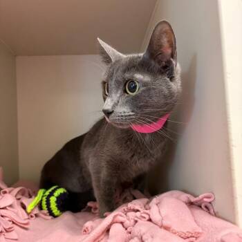 Domestic Short Hair Cats Available for Adoption in Fairport, New York - Nelli Bear | PetCurious