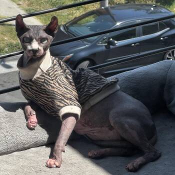 Sphynx Hairless Cat Cats Available for Adoption in Long Beach, California - Henry | PetCurious