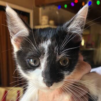 Chaps -  Domestic Short Hair Cat Available for Adoption in Santa Fe, New Mexico - Chaps | PetCurious