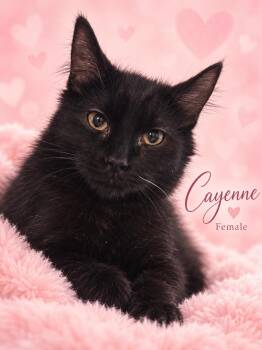 CAYENNE AVAILABLE AT PETSMART NORTHWEST RENO MAE ANNE -  Bombay Cat for Adoption in Reno, Nevada - CAYENNE AVAILABLE AT PETSMART NORTHWEST RENO MAE ANNE | PetCurious