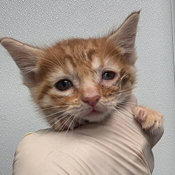 Domestic Short Hair Cats Available for Adoption in Abilene, Texas - Jameson | PetCurious