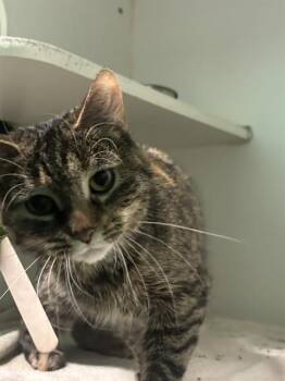GIGI -  Domestic Short Hair Cat for Adoption in Indianapolis, Indiana - GIGI | PetCurious