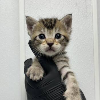 Cheetos -  Domestic Short Hair Cat for Adoption in Abilene, Texas - Cheetos | PetCurious
