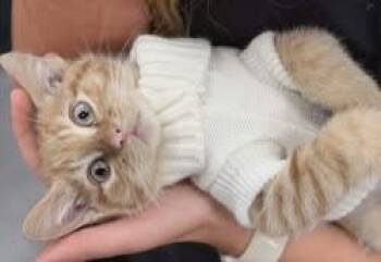 Ralphie -  Domestic Medium Hair Cat for Adoption in Fruit Heights, Utah - Ralphie | PetCurious