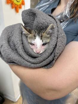 SCRAPPY -  Domestic Short Hair Cat for Adoption in San Antonio, Texas - SCRAPPY | PetCurious