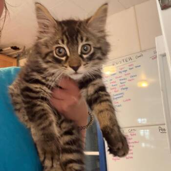 Goblin -  Domestic Medium Hair Cat for Adoption in Hanna City, Illinois - Goblin | PetCurious