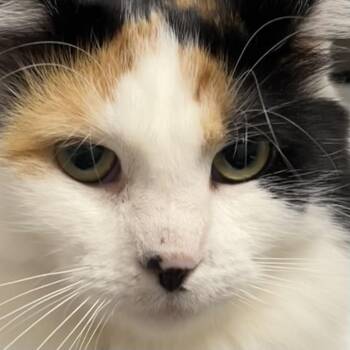 Rescue Domestic Long Hair Cats for Adoption in Lake Geneva, Wisconsin - Ashe | PetCurious