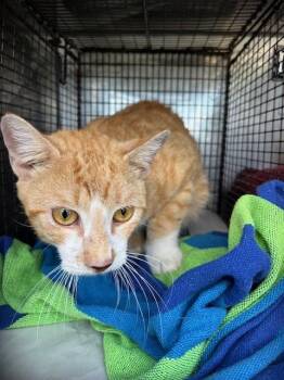 JASPER -  Domestic Short Hair Cat for Adoption in Doral, Florida - JASPER | PetCurious