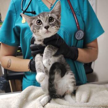Mushroom -  Domestic Short Hair Cat for Adoption in Lakeland, Florida - Mushroom | PetCurious