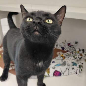 Olaf -  Domestic Short Hair Cat for Adoption in Grantsville, Utah - Olaf | PetCurious