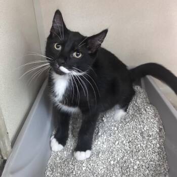 Barry -  Domestic Short Hair Cat for Adoption in Buffalo, New York - Barry | PetCurious