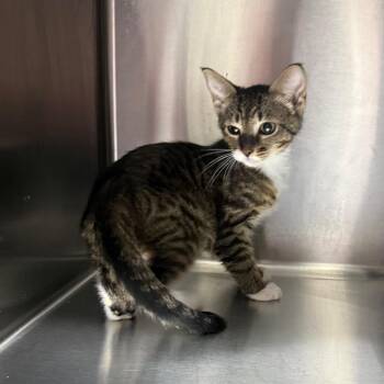 Willow 7861 -  American Shorthair Cat for Adoption in Hamilton, Georgia - Willow 7861 | PetCurious