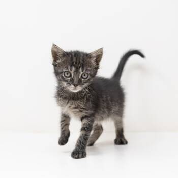 Tabby Cats Available for Adoption in Trophy Club, Texas - April O