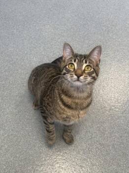 Domestic Short Hair Cats Available for Adoption in Trenton, Maine - Skittles | PetCurious