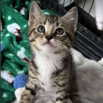 Rescue Domestic Short Hair Cats for Adoption in Nashville, Tennessee - Flint | PetCurious