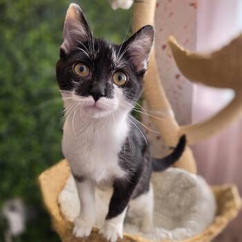 Toad -  Domestic Short Hair Cat for Adoption in Philadelphia, Pennsylvania - Toad | PetCurious