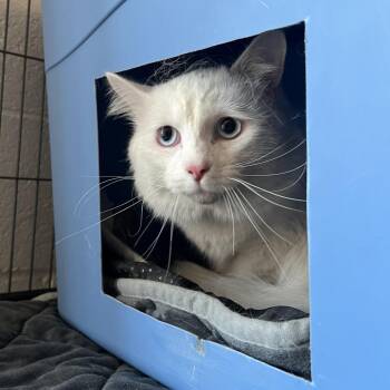 Domestic Medium Hair Cats Available for Adoption in East St. Louis, Illinois - Vivian-C | PetCurious