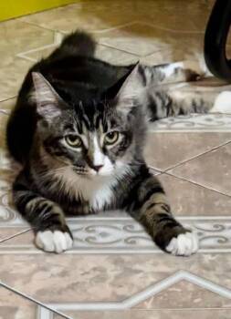 Dolly -  Domestic Medium Hair Cat for Adoption in Mission Viejo, California - Dolly | PetCurious