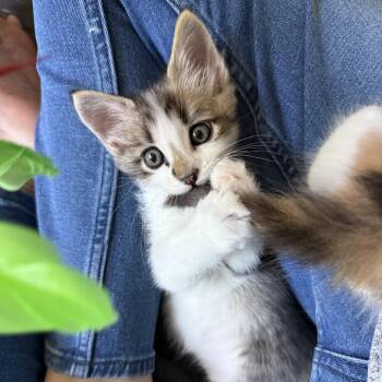 Domestic Short Hair Cats Available for Adoption in Tustin, California - Dusty | PetCurious