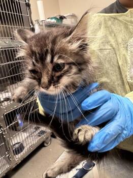 BIG THE CAT -  Domestic Medium Hair Cat for Adoption in Las Vegas, Nevada - BIG THE CAT | PetCurious